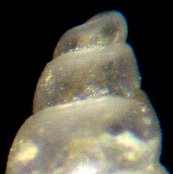 Odostomia sp3 ??